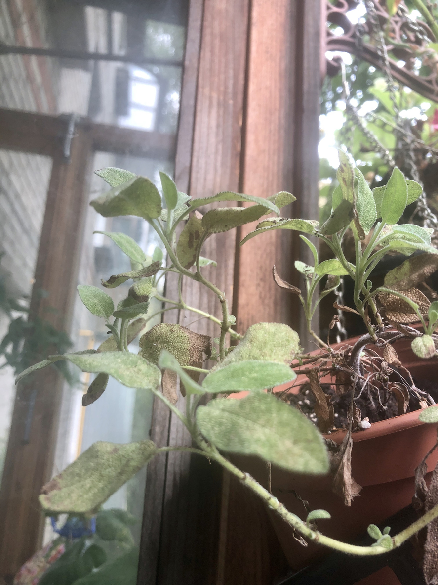How to Spot, Treat, and Prevent Sage Diseases Food Gardening Network