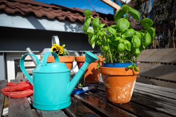 5 Ways to Succeed at Apartment Container Gardening on a Budget