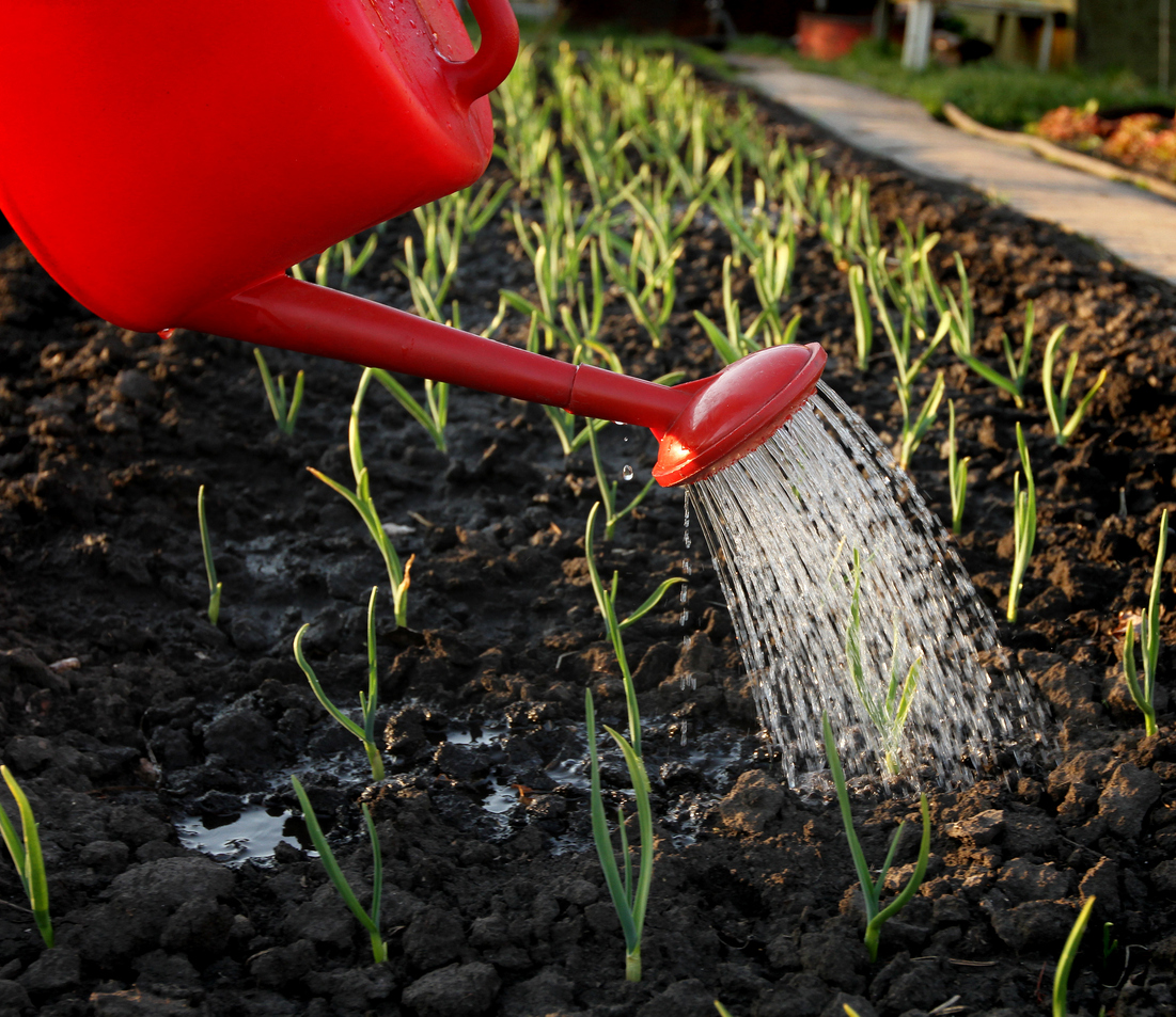 Fertilizing, Watering, and Harvesting Your Garlic Plants Food