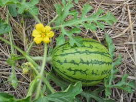 Pollinating Watermelon Plants