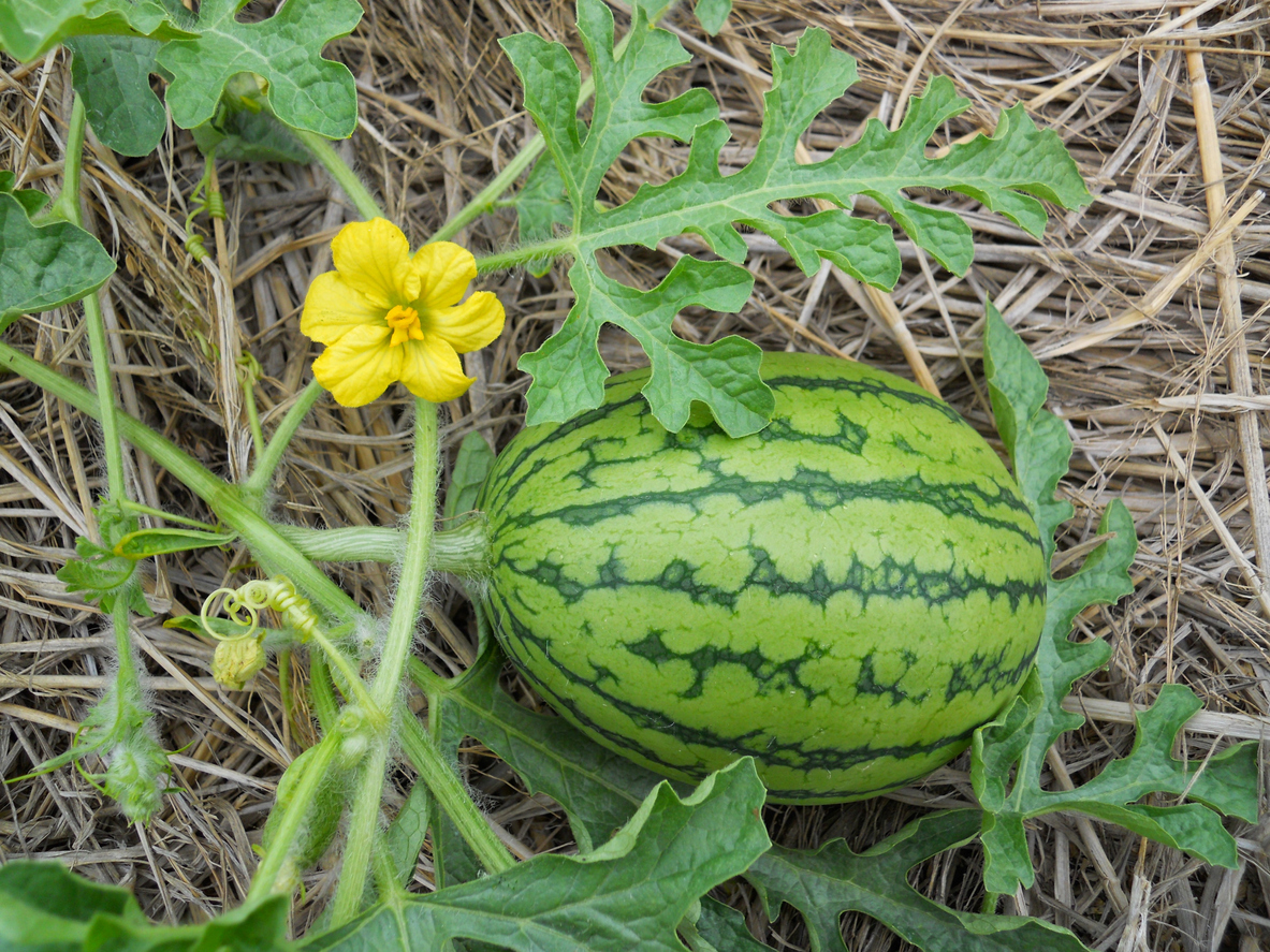 Pollinating Watermelon Plants Food Gardening Network