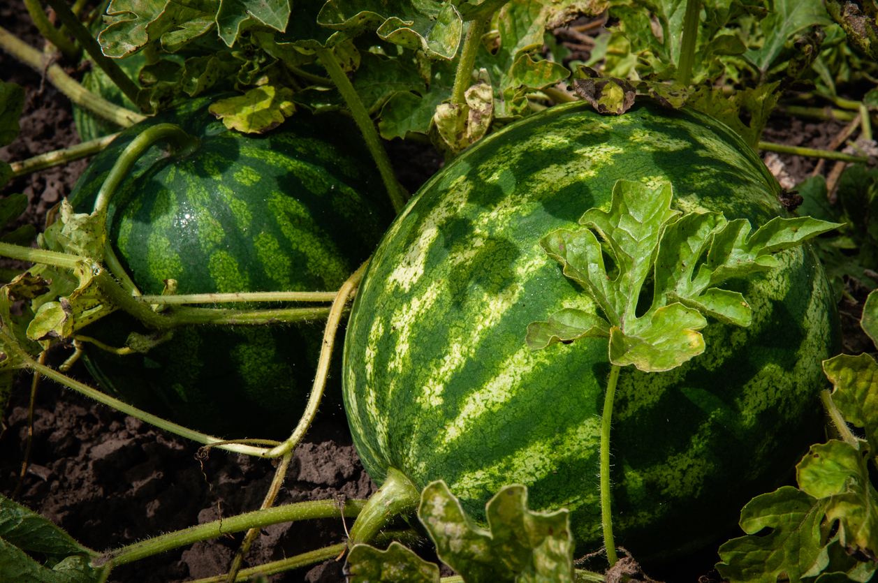 Watermelon Care Pests and Disease Food Gardening Network