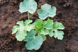Soil, Sunlight, Fertilizer, and Water for Your Watermelon Plants