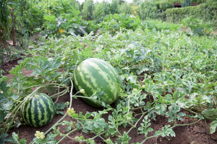 Watermelons Growing 740x493 