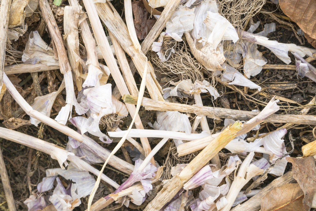 Dealing with Garlic Diseases Food Gardening Network