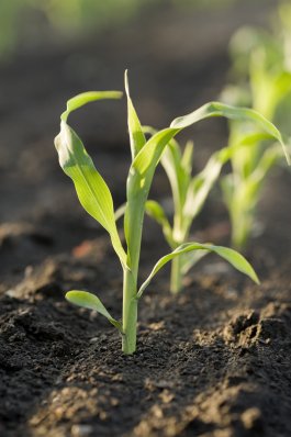 Choosing to Grow Corn from Seeds or Seedlings