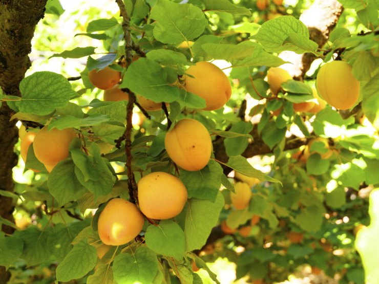 apricot tree Watering Fruit Trees