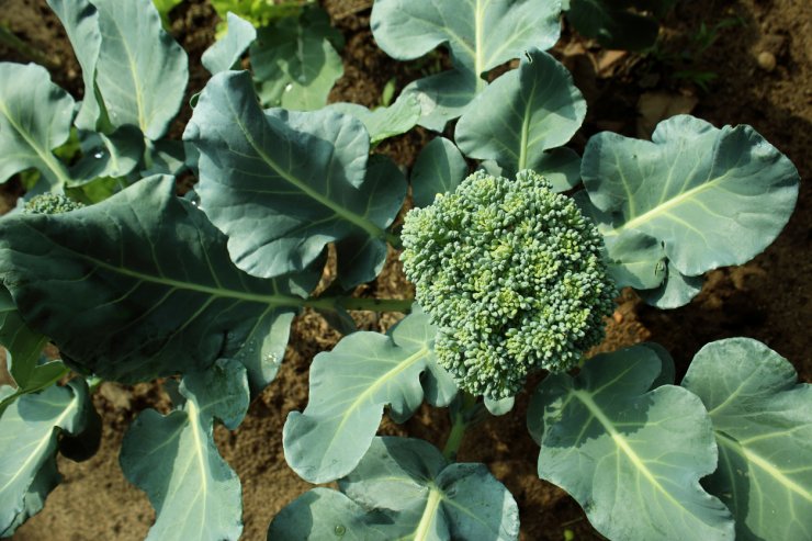 How to Cut Broccoli off the Plant