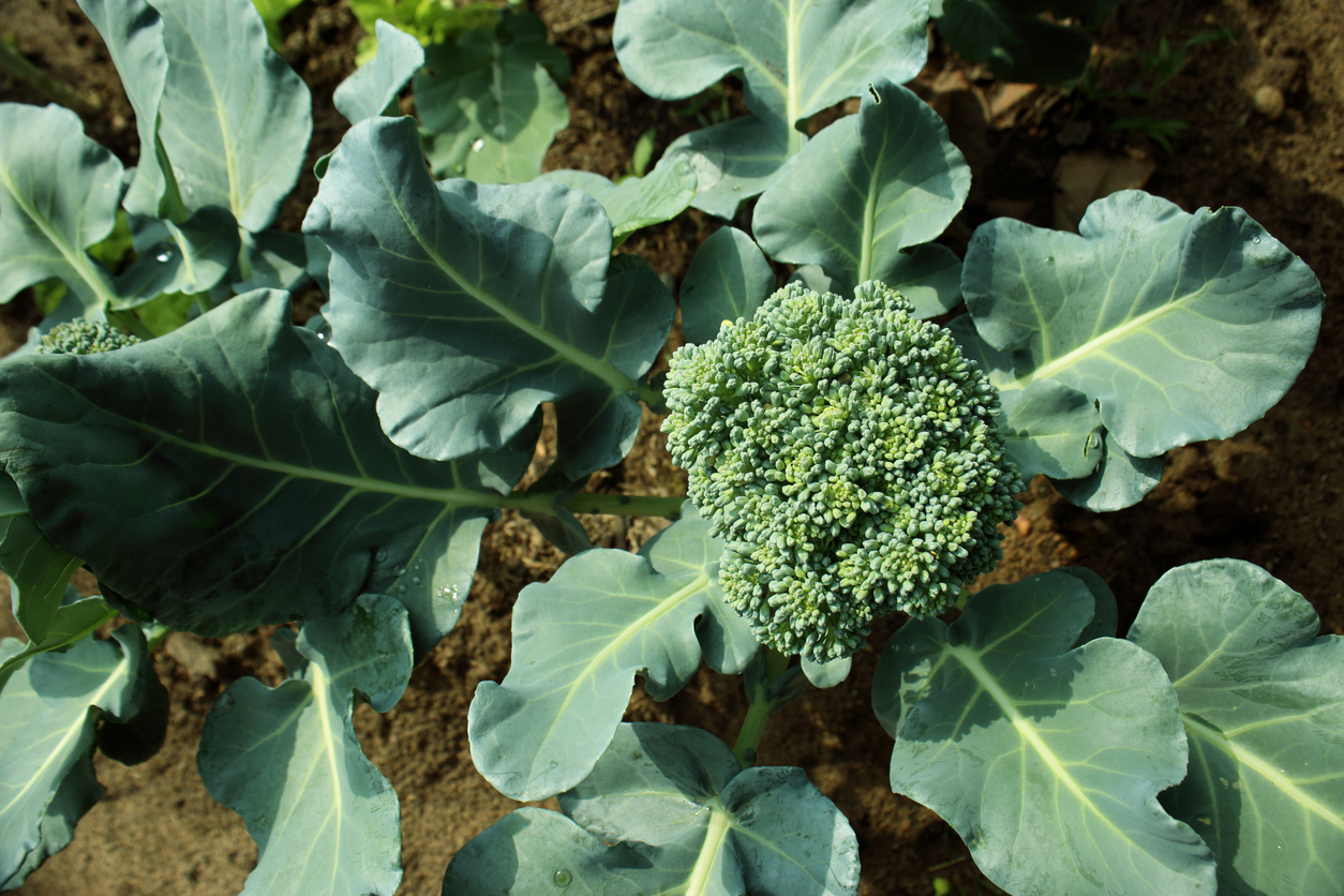 How to Cut Broccoli off the Plant and Keep it Growing Food Gardening