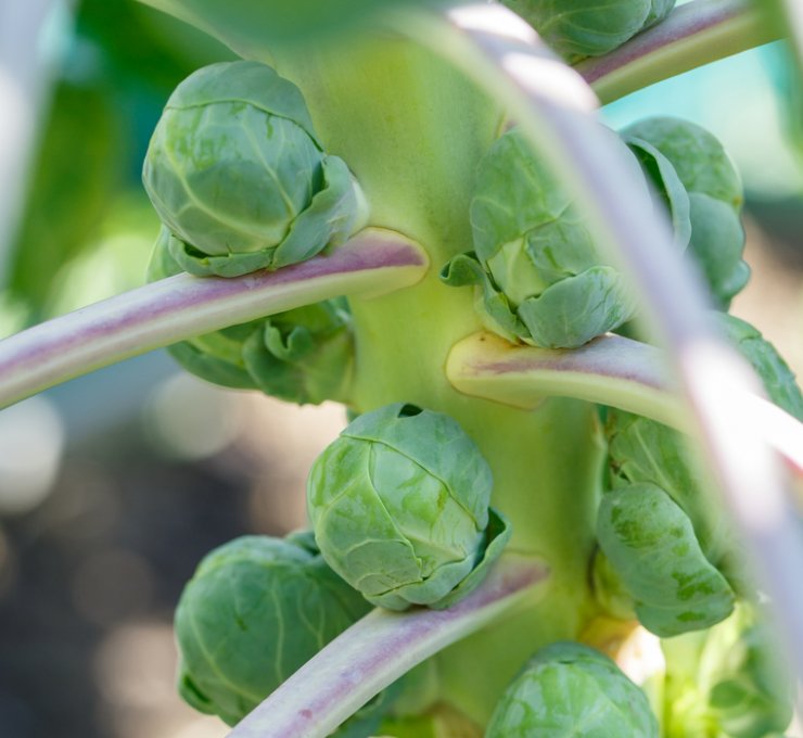 Brussels sprout plants