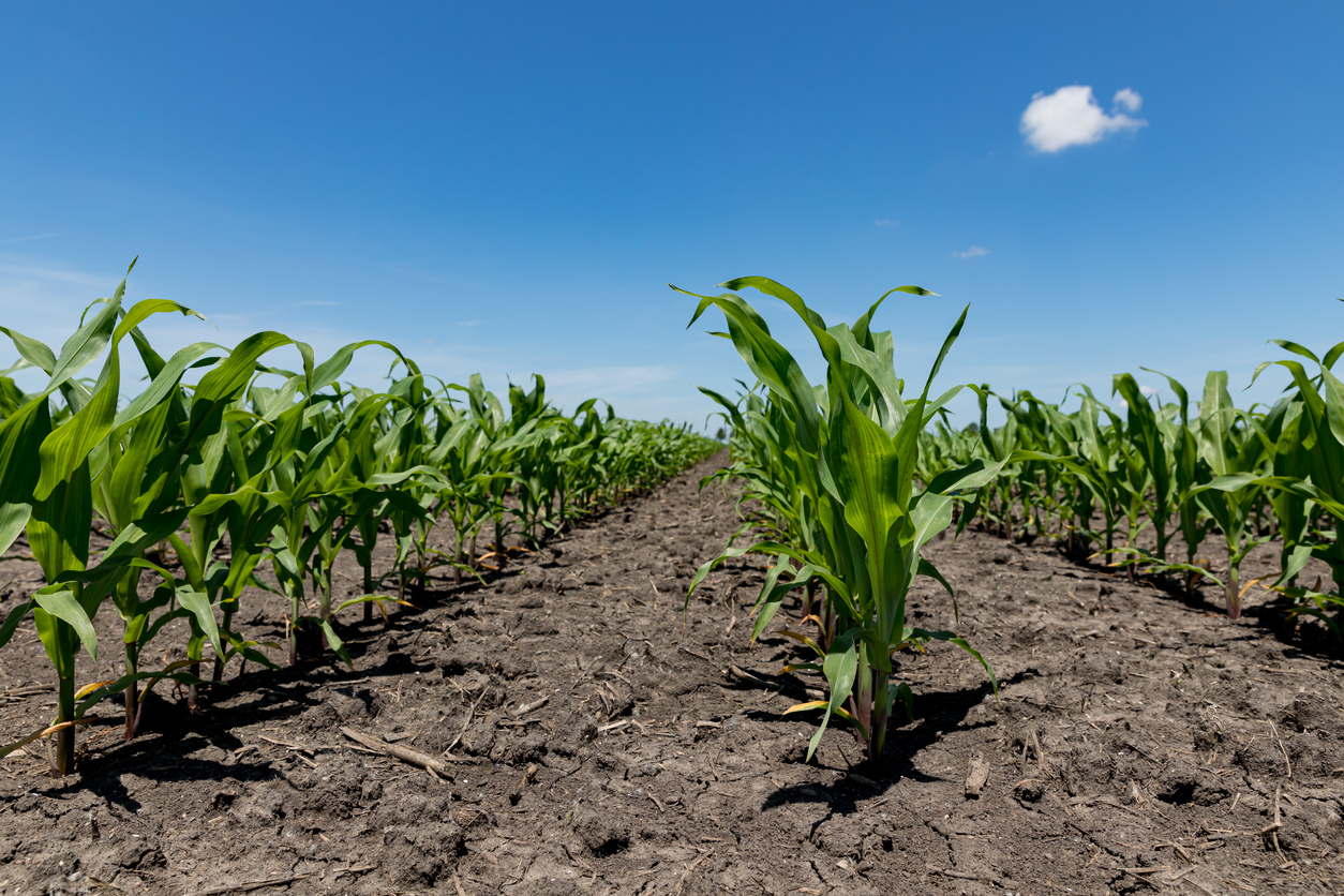 Ensuring the Right Sunlight, Soil, Fertilizer, and Water for Your Corn