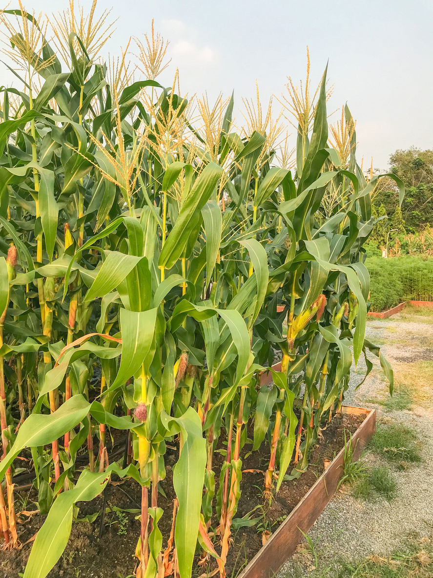 Growing Corn in Open Land, in Containers, or in Raised Beds Food