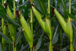 When and How to Harvest Your Corn