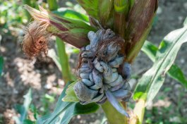 How to Spot, Treat, and Prevent Corn Diseases Such as Corn Smut