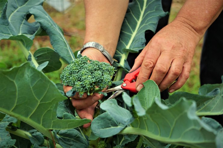 cutting broccoli