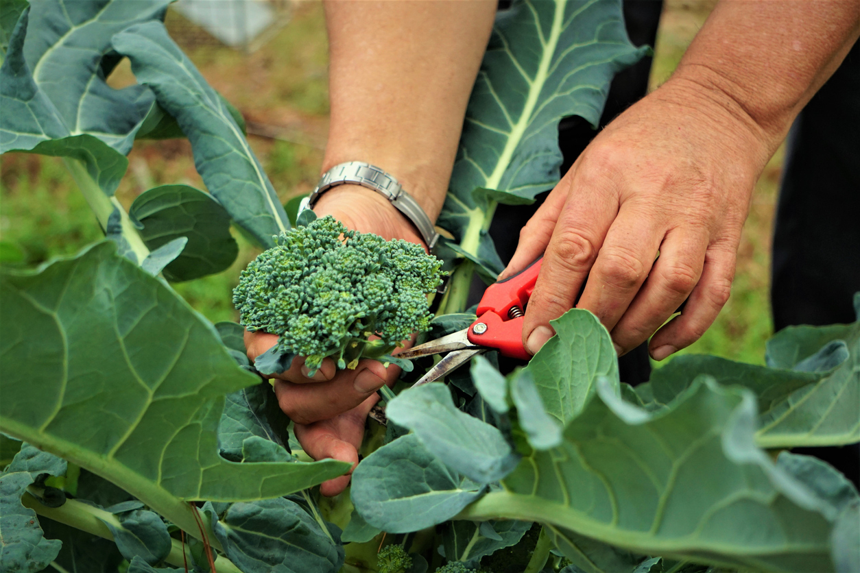 how to prune broccoli plants