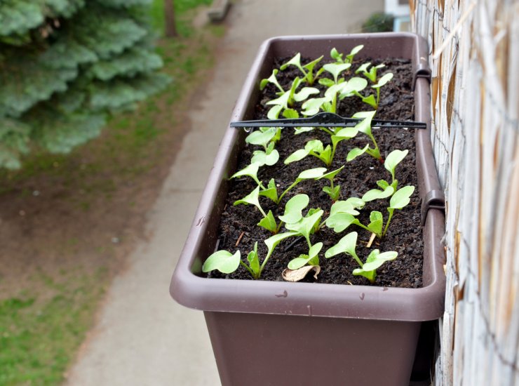 Radishes planted in box hang on balcony railing from outside