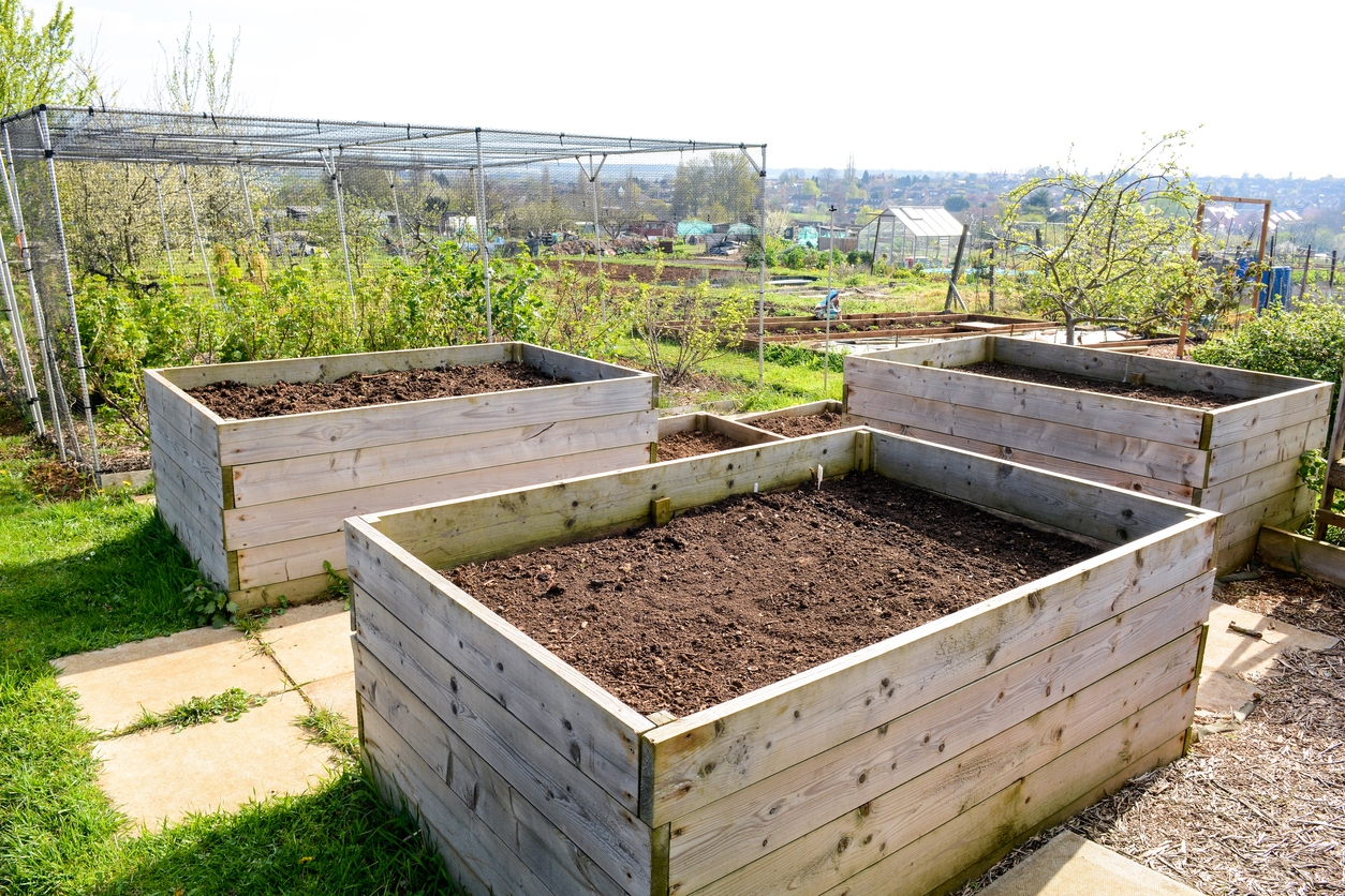 growing-watermelon-in-open-land-in-raised-beds-or-on-a-trellis-food