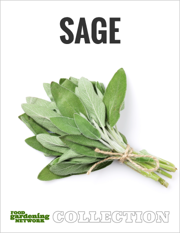 Sage Collection