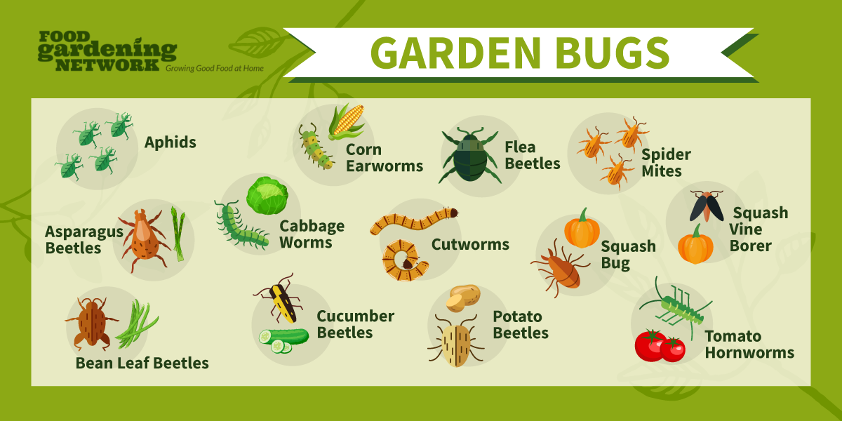 13 Deadly Vegetable Garden Pests Food Gardening Network