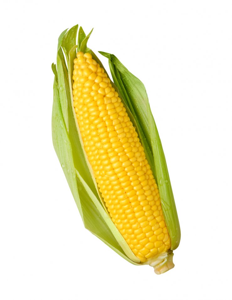 Golden Bantam Heirloom Corn