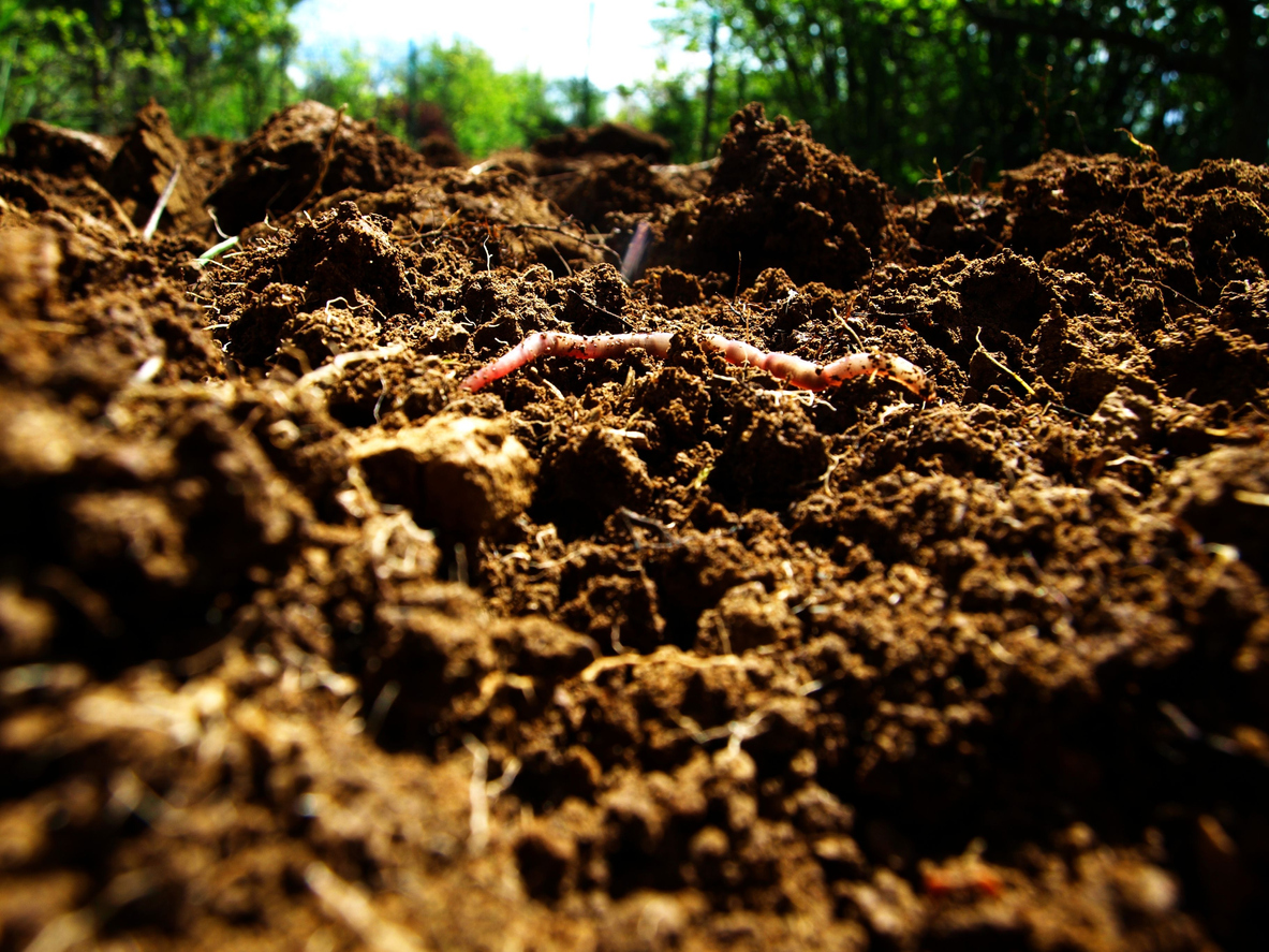 worm castings for indoor plants