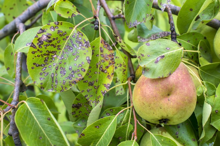 Sick pear tree.