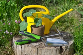 Essential Tools and Equipment for Growing and Enjoying Pumpkins