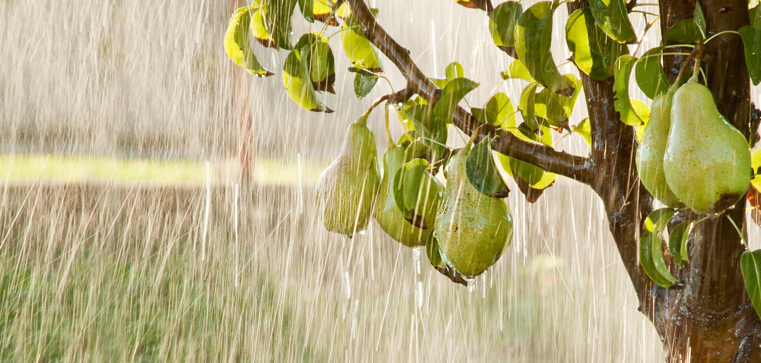 How—and When—to Water Your Pear Trees Food Gardening Network 3438