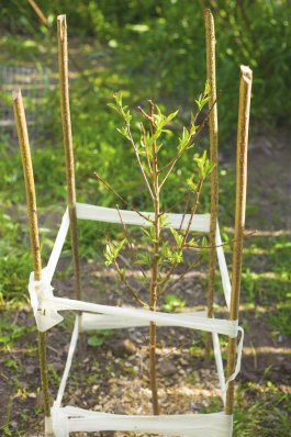 Growing Peaches from Seeds, Trees, or Cuttings