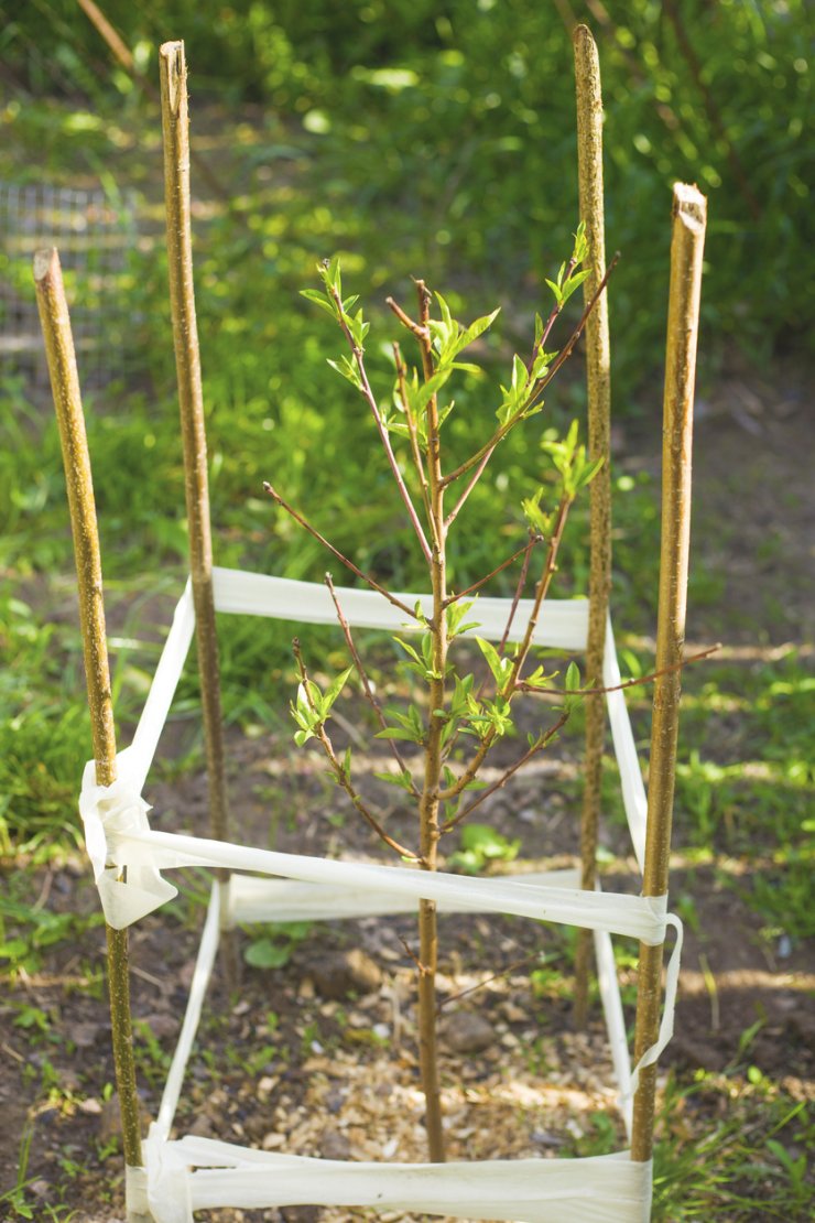 Peach seedling with stake supports.