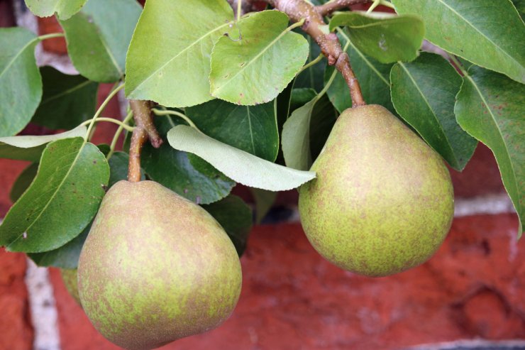 Pears hanging on a tree