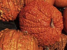 Pumpkin Terminology