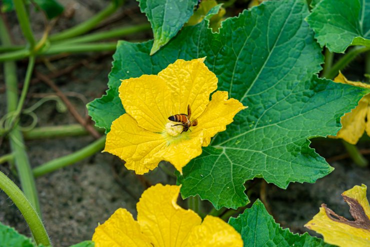 Small honey bee on a pumpkin flower.