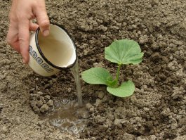 Watering, Weeding, and Fertilizing your Pumpkin Plants
