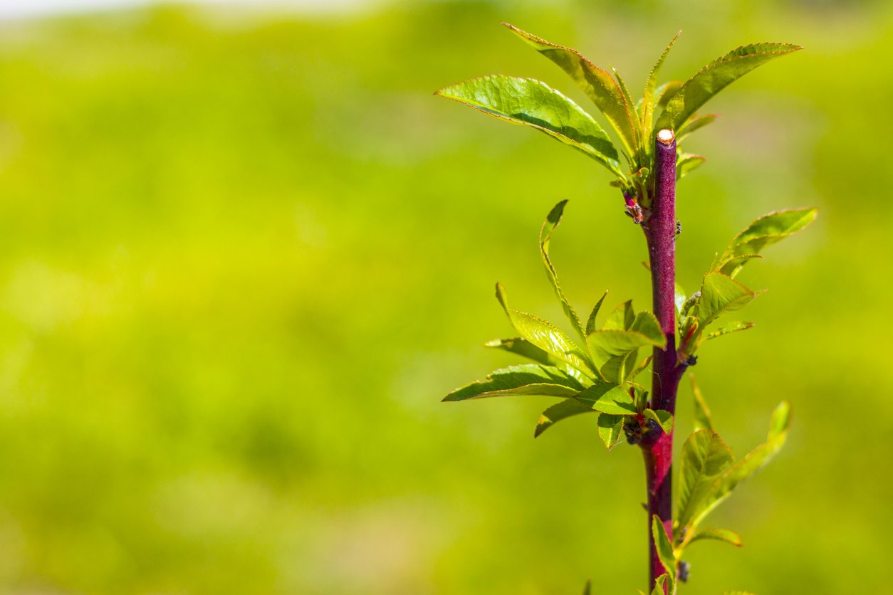 Growing Peaches from Seeds, Trees, or Cuttings Food Gardening Network