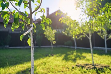 Pear trees freshly planted in open land.