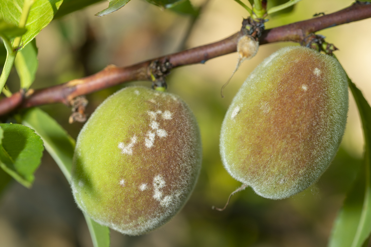 Prepare for Peach Diseases and Pests Food Gardening Network