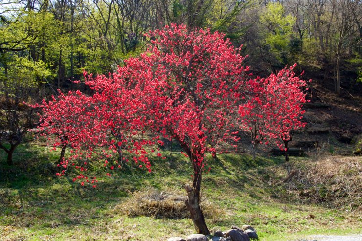 Red flowering peach tree