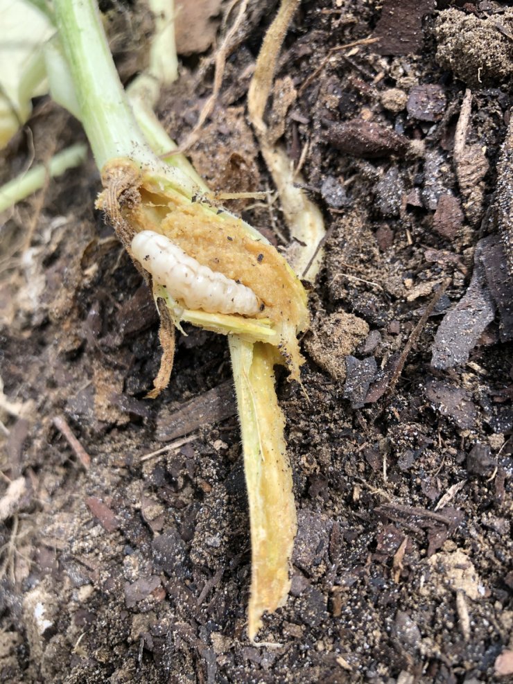 Square vine borer