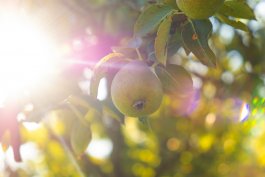 The Right Sunlight for Your Pears