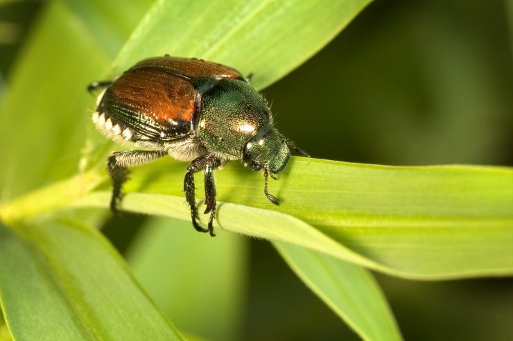 Japanese Beetle on leaf.