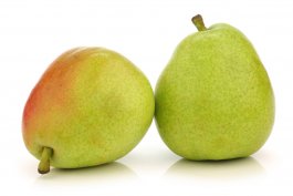 Anjou Pear: Pyrus communis “Anjou” (European Pear)