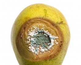 Post-Harvest Pear Crop Infections