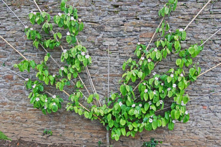 Fan-shape pear tree against a wall.