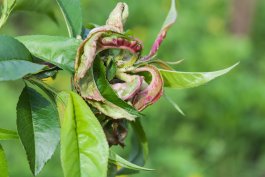 Prepare for Peach Diseases and Pests