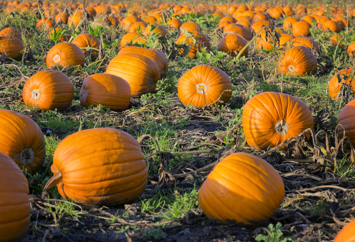 Pumpkin patch