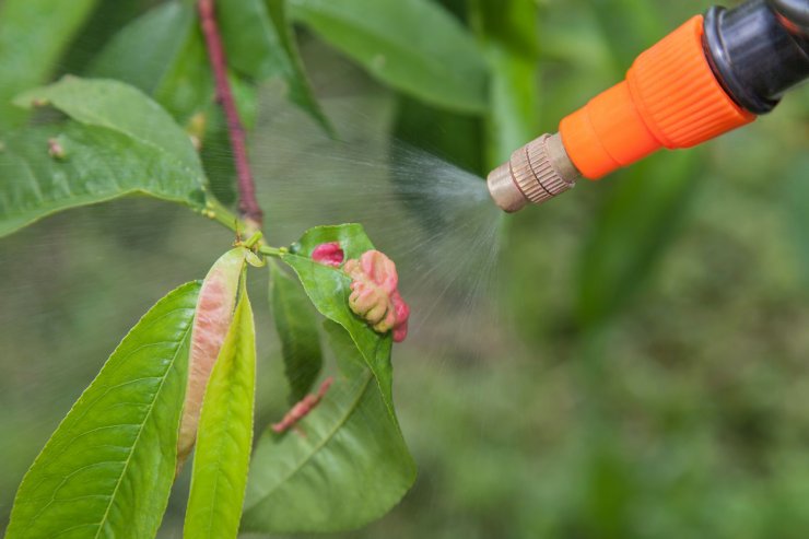 Spraying a sick peach tree with a fungicide.