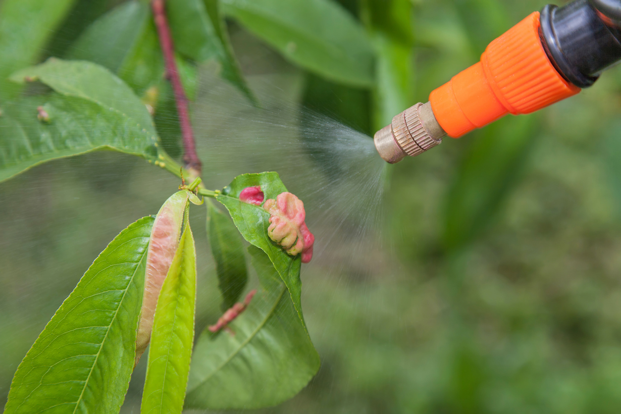 Prepare for Peach Diseases and Pests Food Gardening Network