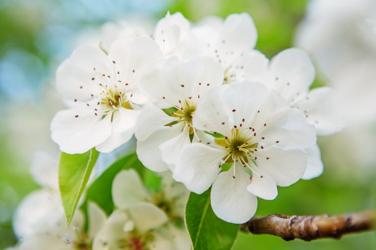Pear blossoms need pollination from other pear trees.